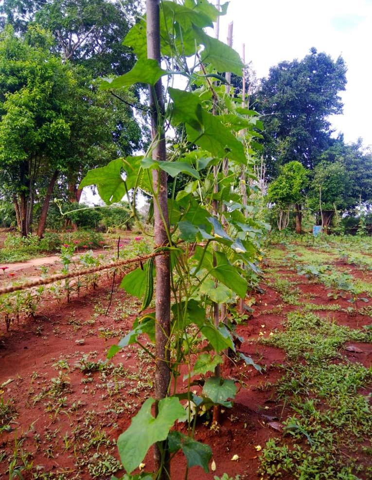 Moni Farm House Wilpattu Nochchiyagama Ngoại thất bức ảnh