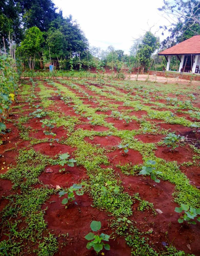 Moni Farm House Wilpattu Nochchiyagama Ngoại thất bức ảnh