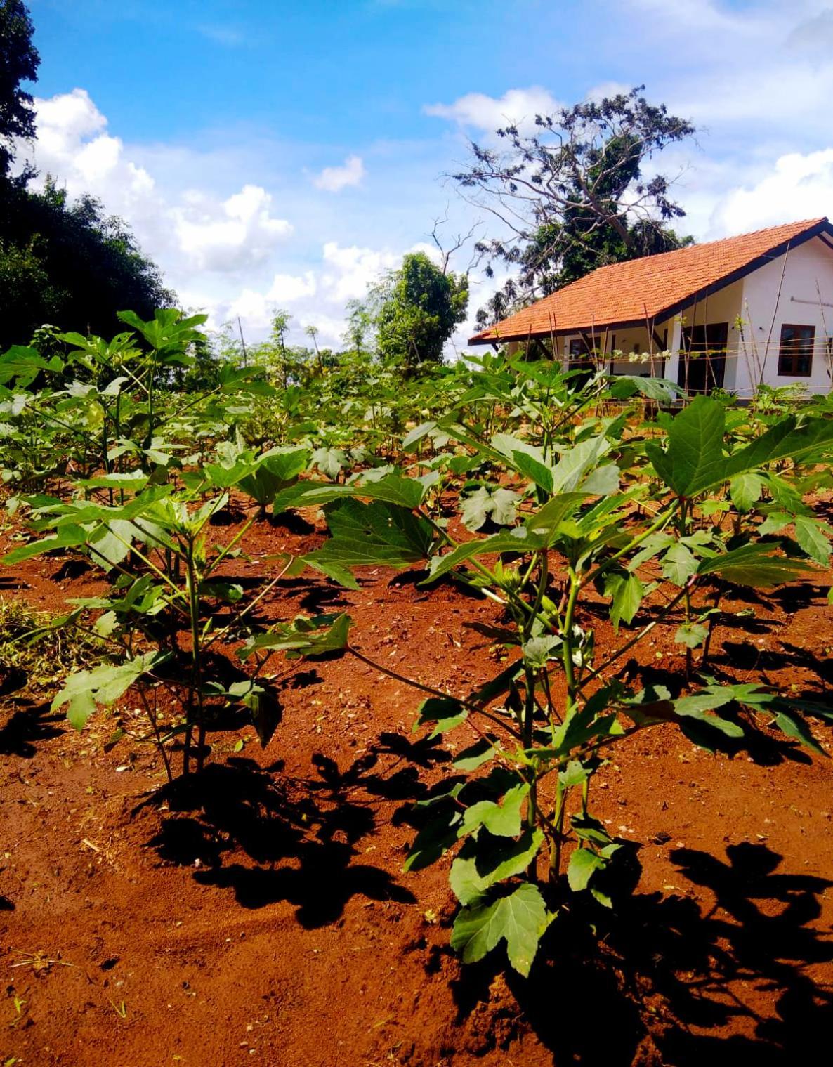 Moni Farm House Wilpattu Nochchiyagama Ngoại thất bức ảnh